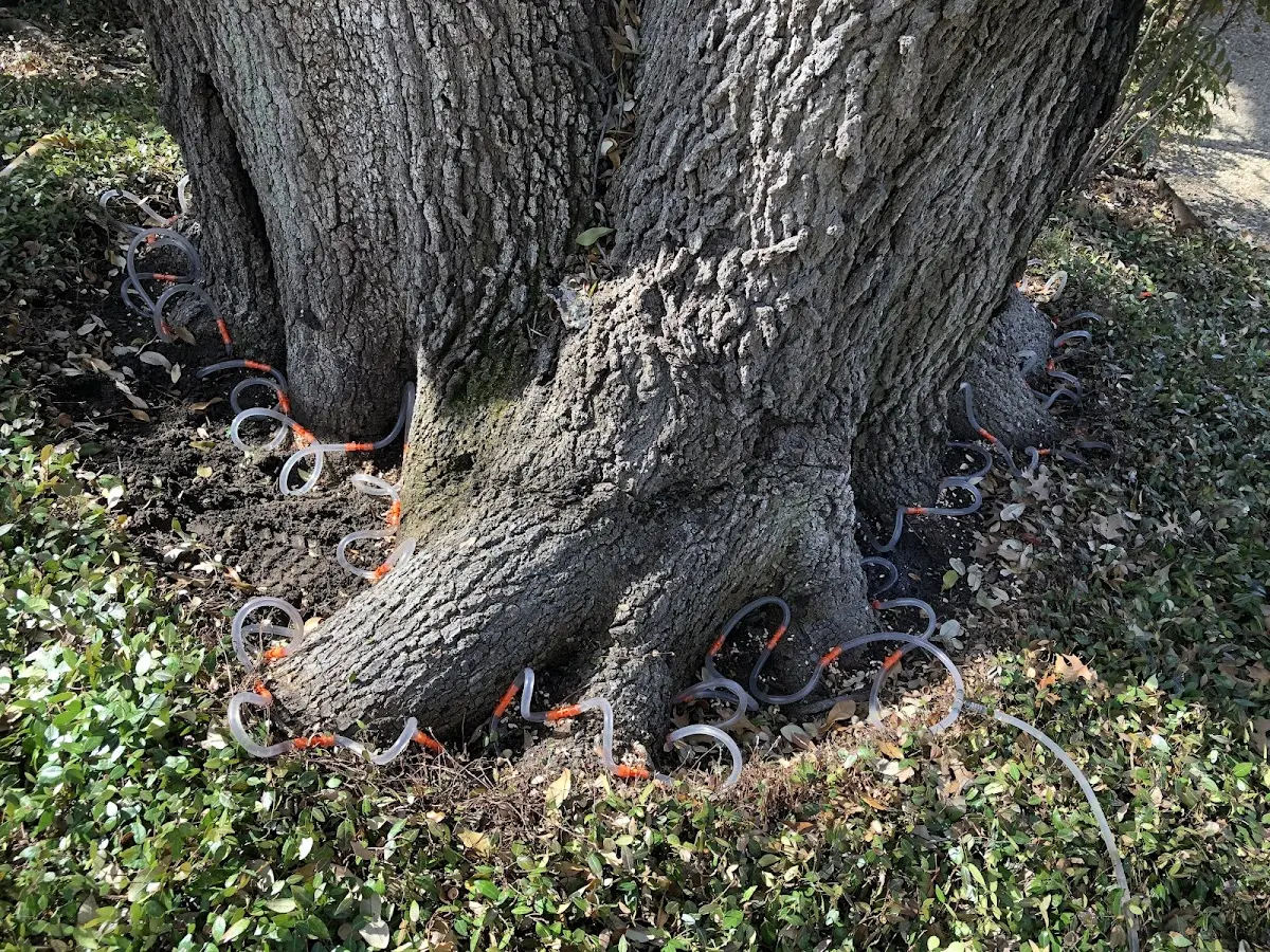 Detailed Tree Cabling and Bracing job site in Summerdale